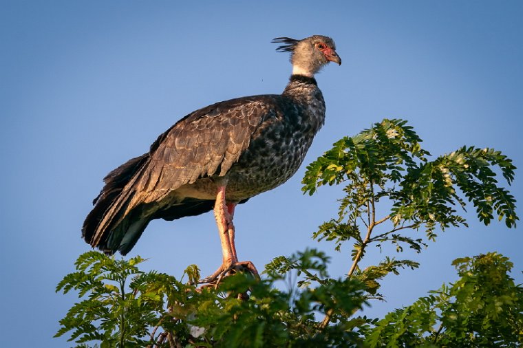 085 Noord Pantanal, kuifhoenderkoet.jpg